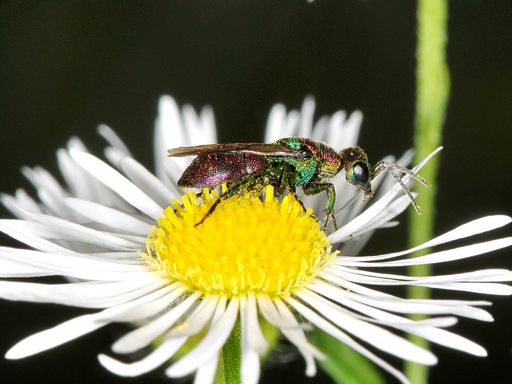 Chrysididae strana: Hedychrum rutilans